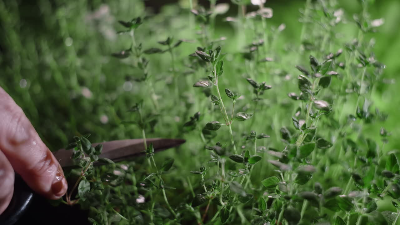 Harvesting Fresh Thyme