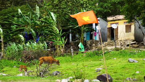 close up shot of vietnam flag waving in the wind with cow grazing in the background