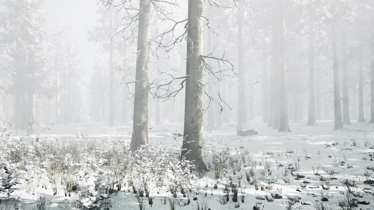 안개가 있는 겨울 숲의 나무들 얼음과 안개가 있는