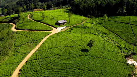volando sobre verdes colinas plantadas con té orgánico en las altas montañas de nuwara elya, sri lanka
