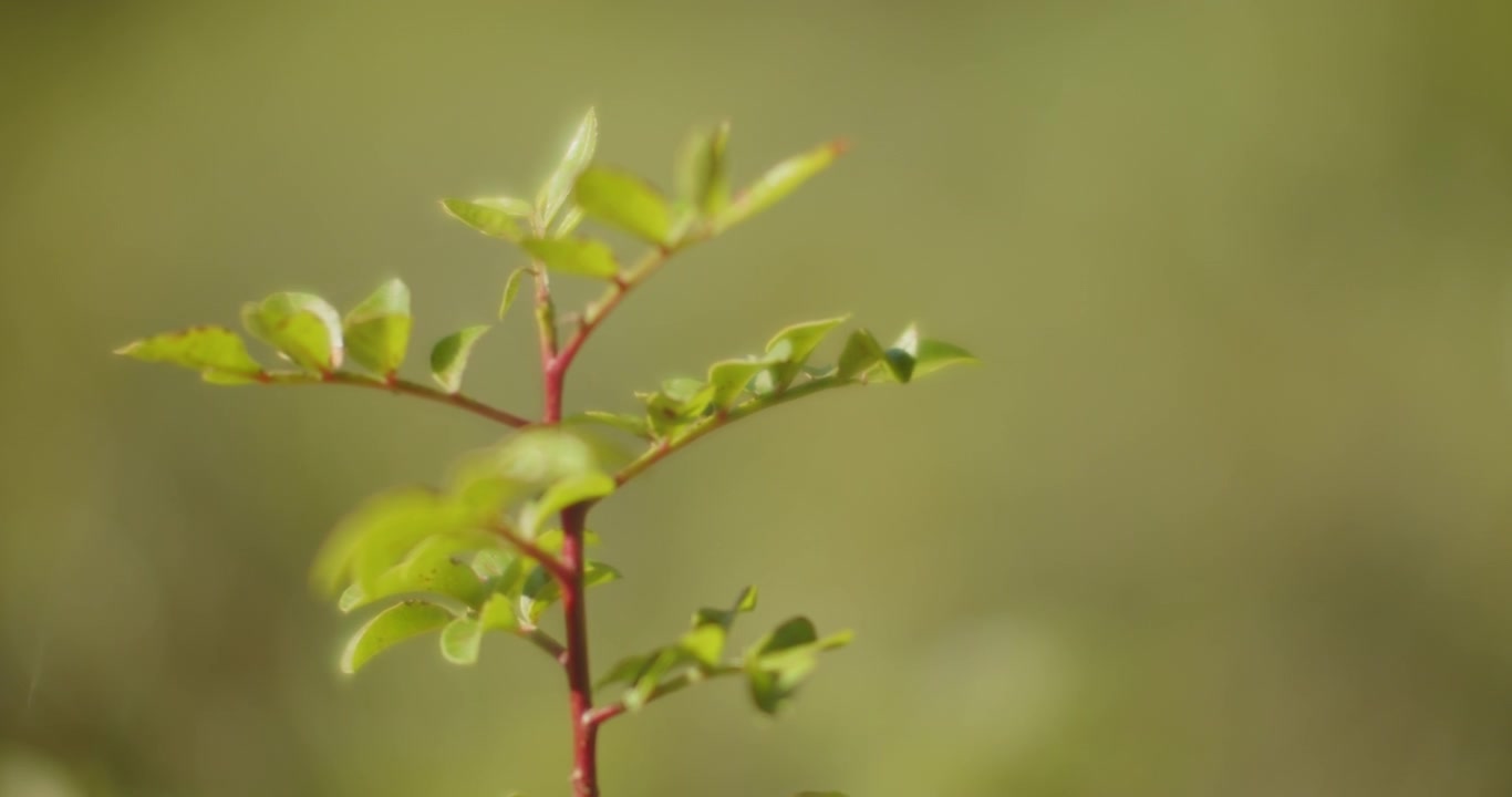 Liten plante på uskarp bakgrunn