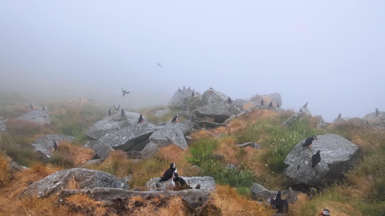Runde Adası'ndaki (Norveç) kayanın üzerinde bir Atlantik deniz papağanı (Fratercula arctica)