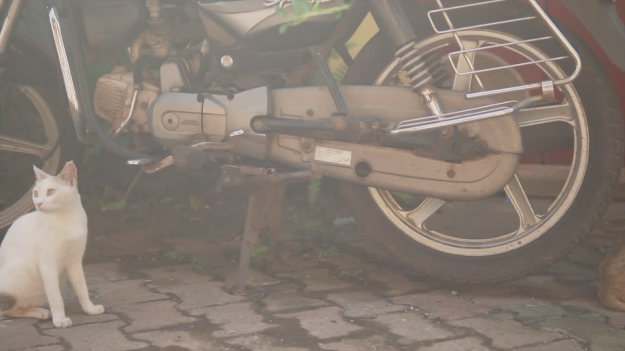인도의 오토바이 옆에서 주위를 둘러보며 길가에서 쉬고 있는 어린 고양이 두 마리의 슬로우 모션