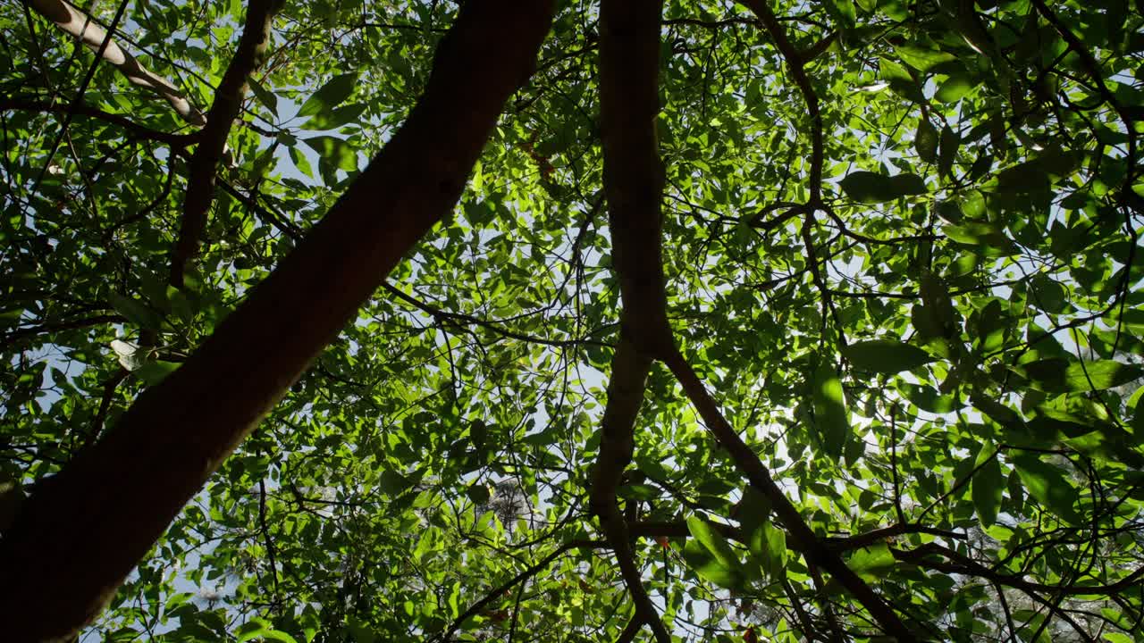 STATIC SHOT OF SUN LIGHT THROUGH AVOCADO TREE IN SLOW MOTION