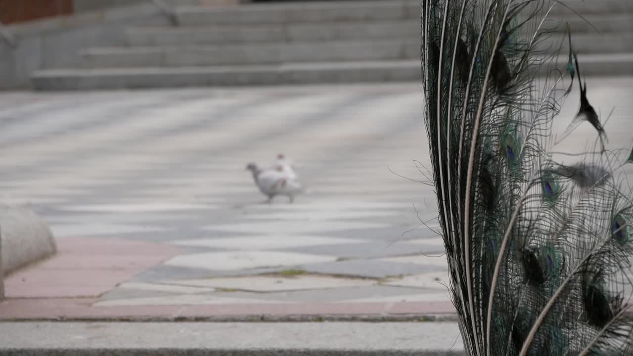 공작 꼬리의 근접 무지개 빛깔의 화려한 깃털