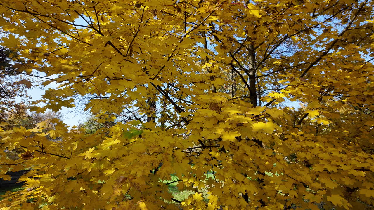 Autumn Leaves on Maple Tree
