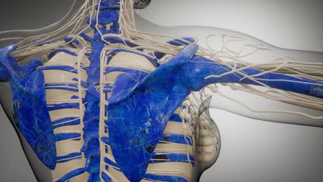 cuerpo humano transparente con huesos visibles