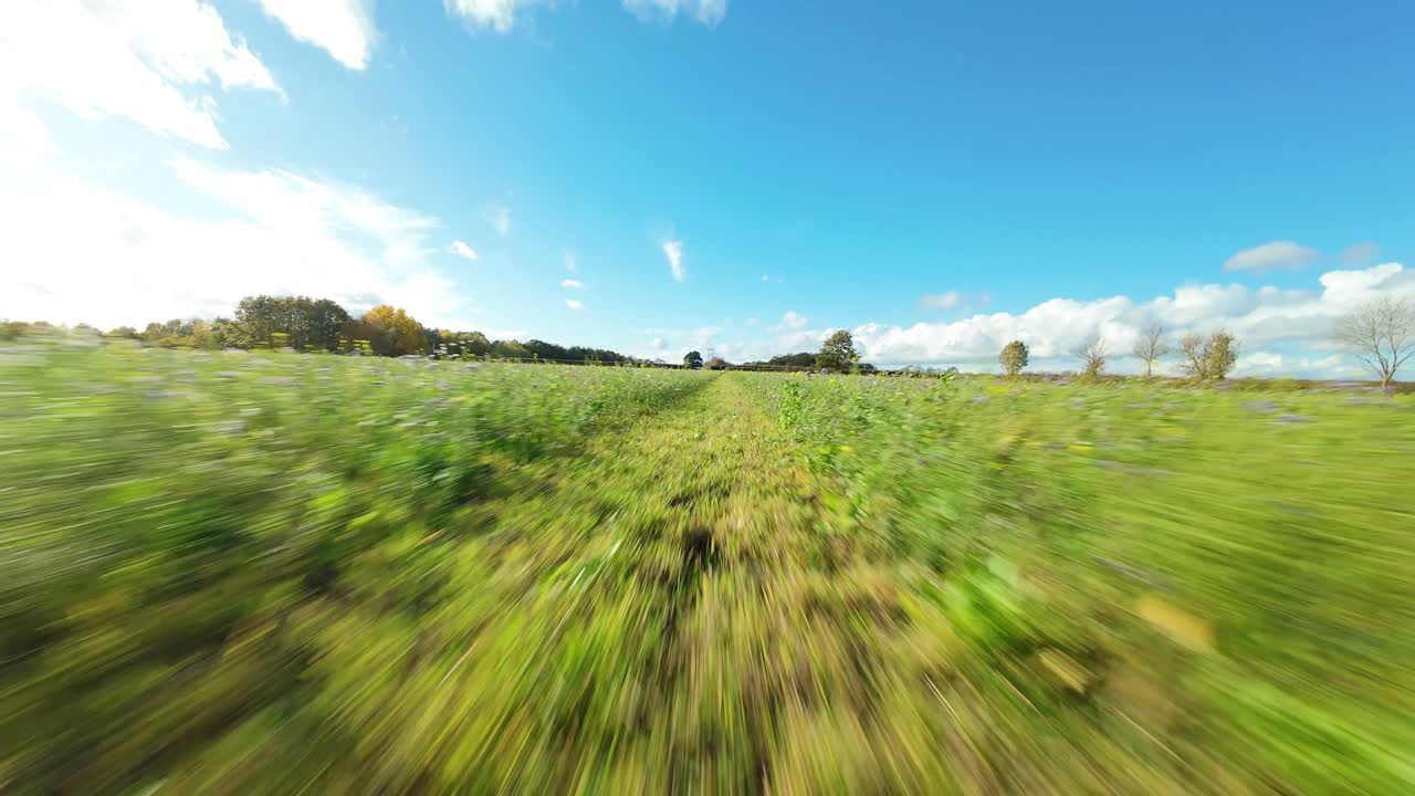 Vista aerea da drone FPV che sorvola un prato di fiori dorati con colori autunnali nella luce del tardo pomeriggio nella campagna inglese