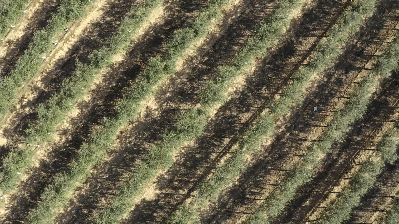 Aerial footage of olive tree plantations in southern Spain