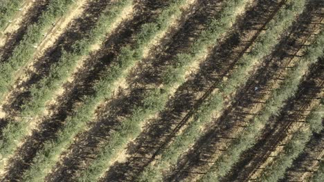 aerial footage of olive tree plantations in southern spain