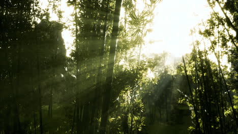 Hojas-De-Bambú-Verde-En-Una-Niebla-Ligera