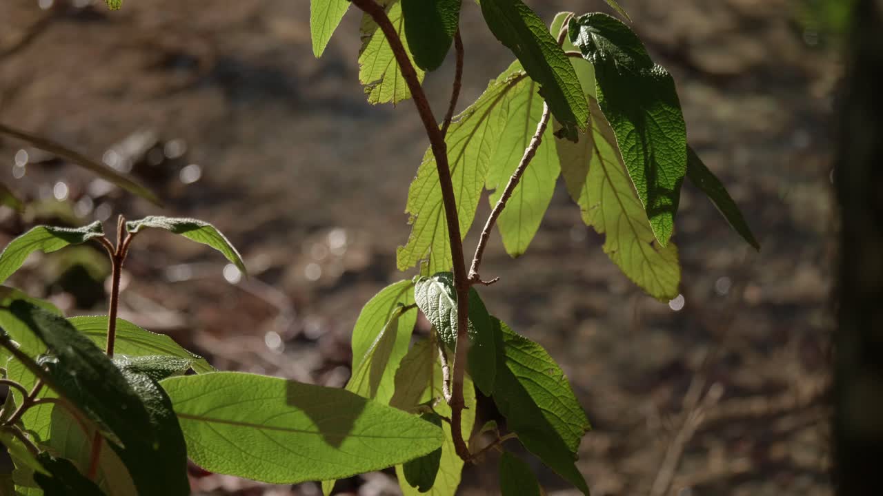arroyo en un bosque en suiza-1