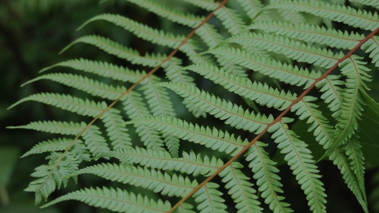 Tree fern (Cyatheaceae) with large green fronds growing in dense tropical forest vegetation. Close-up view of fern foliage and layered leaves in a natural forest environment.