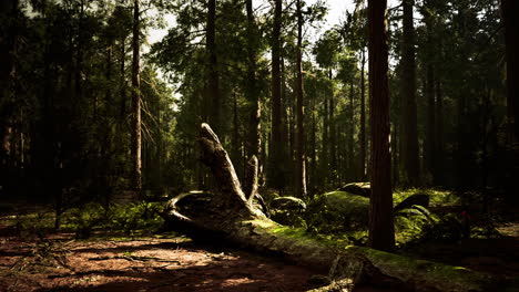 moss covered fallen tree in a sunlit forest clearing during early morning