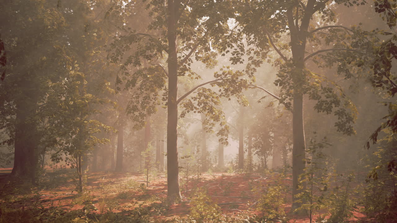 안개 숲 을 가로질러 빛나는 빛