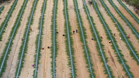 group of vietnamese people preparing new tea plantation farm, aerial fly away view