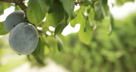 ciruela madura en el árbol