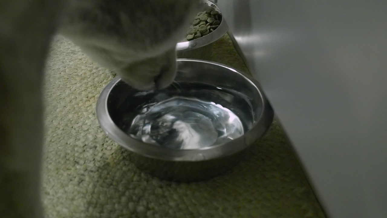 Close-up: Cão Husky bebe de uma tigela de água ao lado de uma tigela de ração para cães.