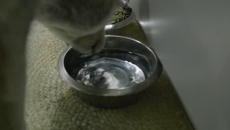 closeup: husky dog drinks from water bowl beside dog kibble food bowl