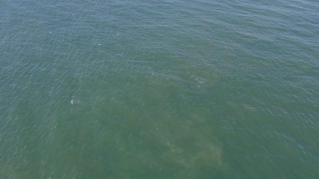 호주 뉴사우스웨일즈의 경치 좋은 바다에서 헤엄치는 병코 돌고래의 공중 전망 - 드론 샷