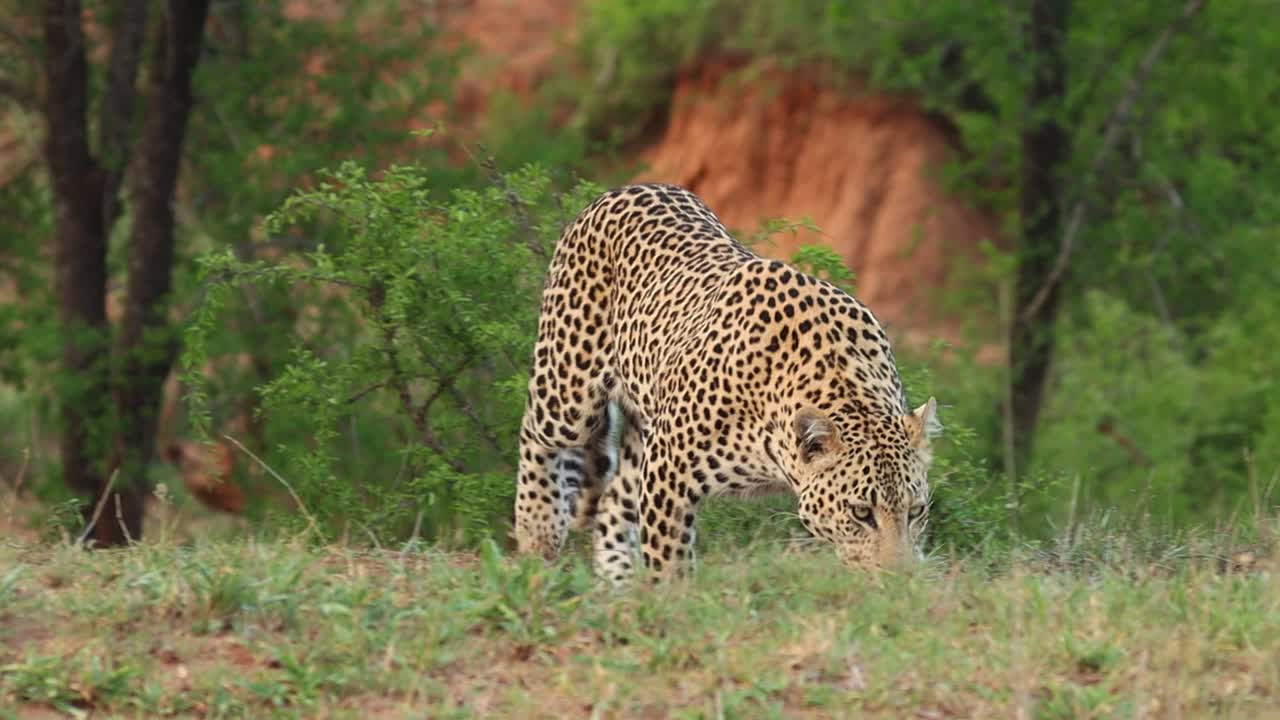 un leopardo macho siguiendo un olor y caminando hacia la cámara