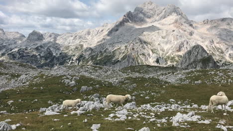 sheep running in front of majestic mountain scenery