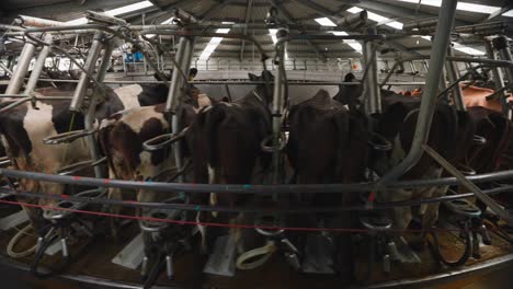 large spinning carousel in milking shed filled with cows in stanchions, timelapse