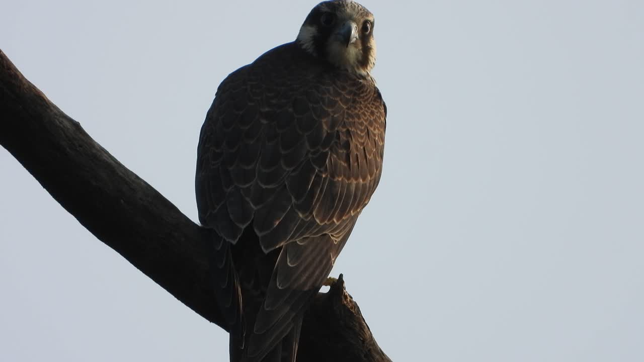 halcón en el árbol que se enfría en el árbol.