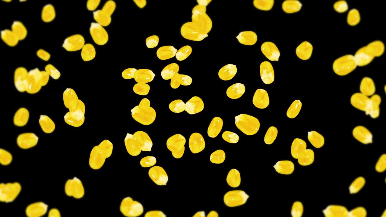 검은색 바탕에 많은 옥수수 어리를 날려. 노란색 달한 옥수스 씨. 채식주의자. 건강한 음식. 옥수수가 회전하는 3d 루프 애니메이션.