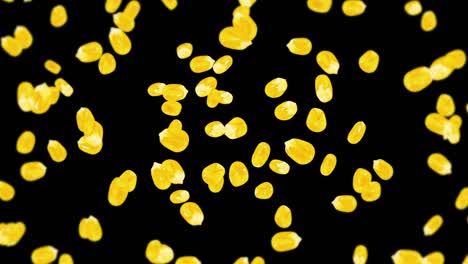 flying many corn grains on black background. yellow sweet corn seeds. vegetarian. healthy food. 3d loop animation of corn rotating.