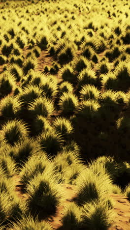 close-up of lush green grass in a field