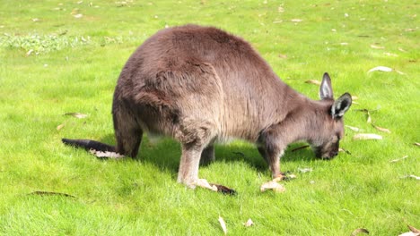 A-Kangaroo-Island-kangaroo-grazing-in-a-grassy-field-walking-with-it's-tail