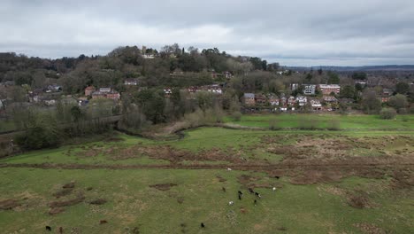 Cows-grazing-on-meadow-in-England-drone-view