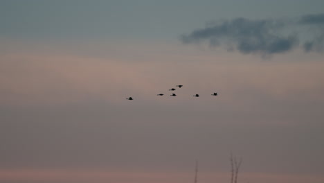 Vogelschwarm,-Der-Bei-Sonnenuntergang-Wandert---Aufnahme-Aus-Niedrigem-Winkel