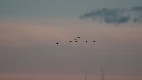 flock of birds migrating at sunset - low angle shot