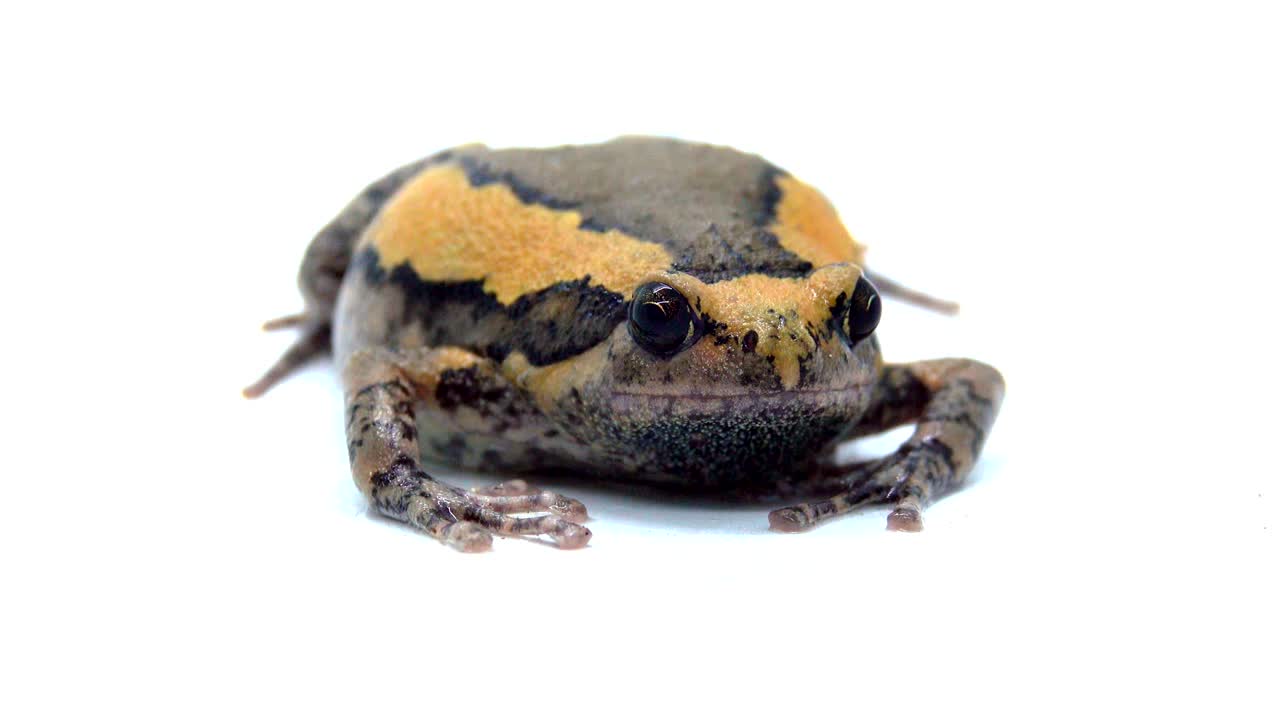 색 화면에서 줄이 있는 황소 개구리 또는 아시아 은 입 개구리