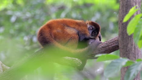 mono durmiendo en la rama de un árbol