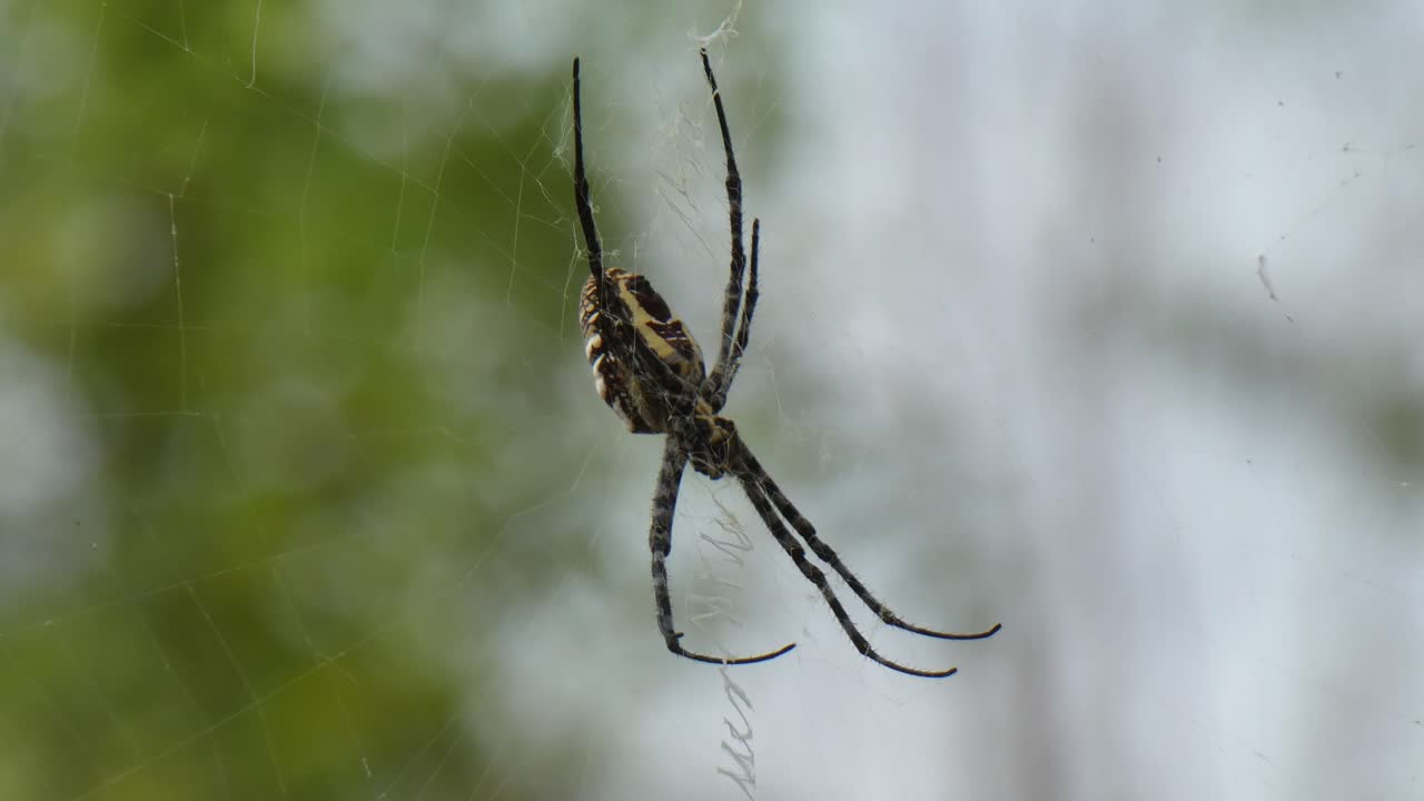 telaraña uhd mp4 4k video