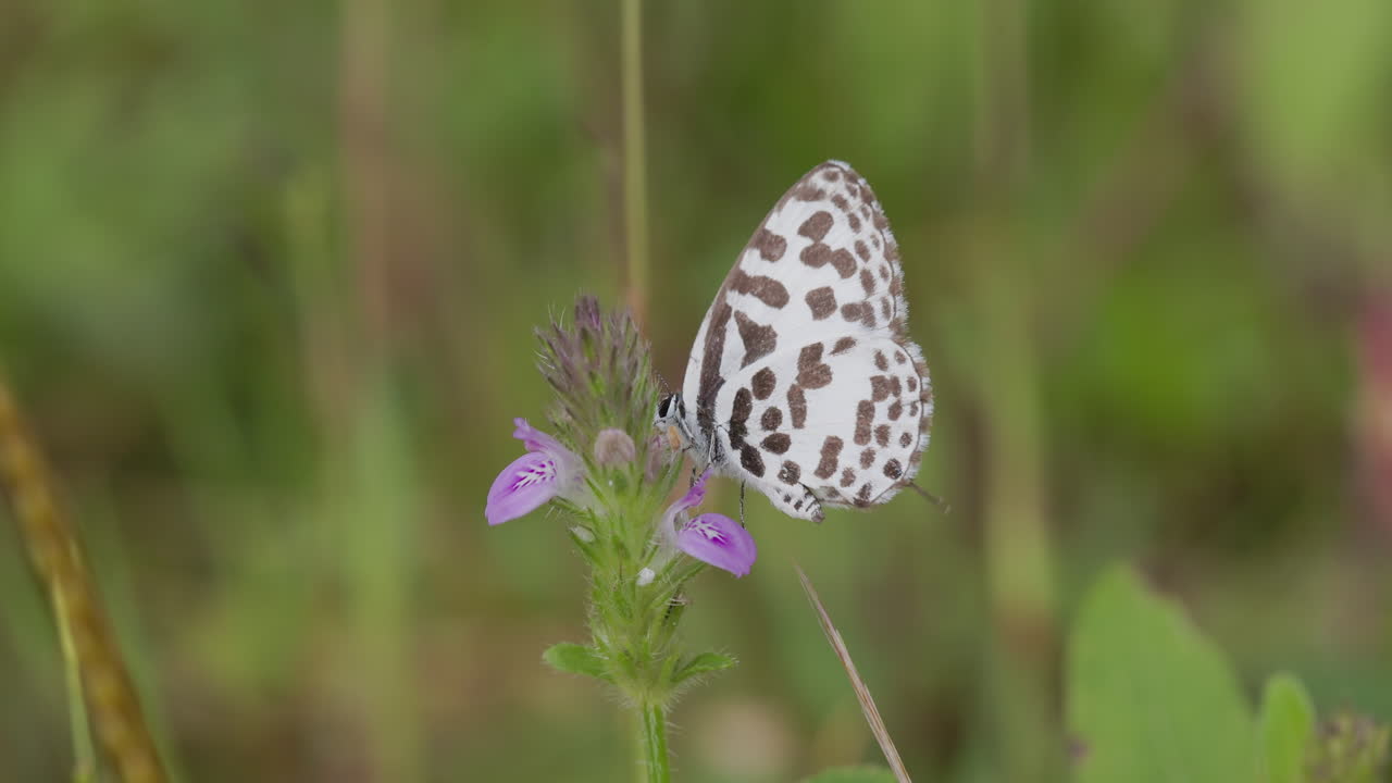 Farfalla Pierrot bianca e nera su fiori rosa; dettagliata scena naturale di una mattina d'inverno con ali che svolazzano all'alba
