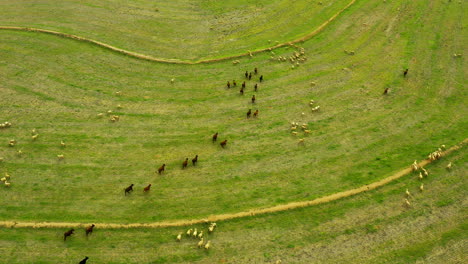 hongerige grazers houden van een goed groen veld.