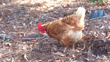 chicken rooster, gallus gallus domesticus digging and scratching the ground with its feet, pecking and foraging for invertebrates in outdoor environment, farm ranch, close up shot