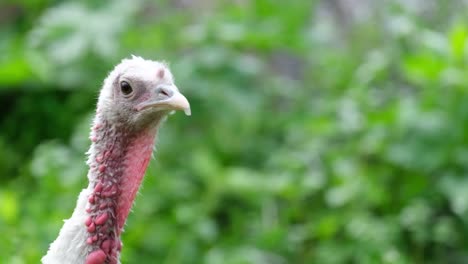 bird for thanksgiving holiday in the usa beautiful red head of domestic turkey bird for thanksgiving holiday in the usa shooting close up
