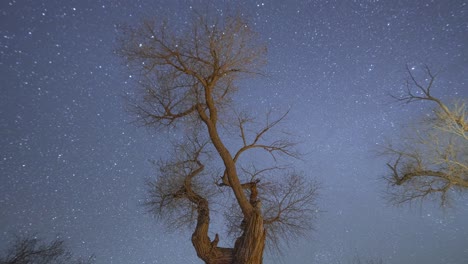 Timelapse-De-Estrellas-En-Movimiento-Sobre-Un-árbol-Desnudo-En-El-Desierto,-Utah,-EE.UU.