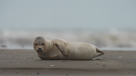 cerca de una foca de puerto gordo que yace en una playa de arena de lado con olas y pájaros en el fondo