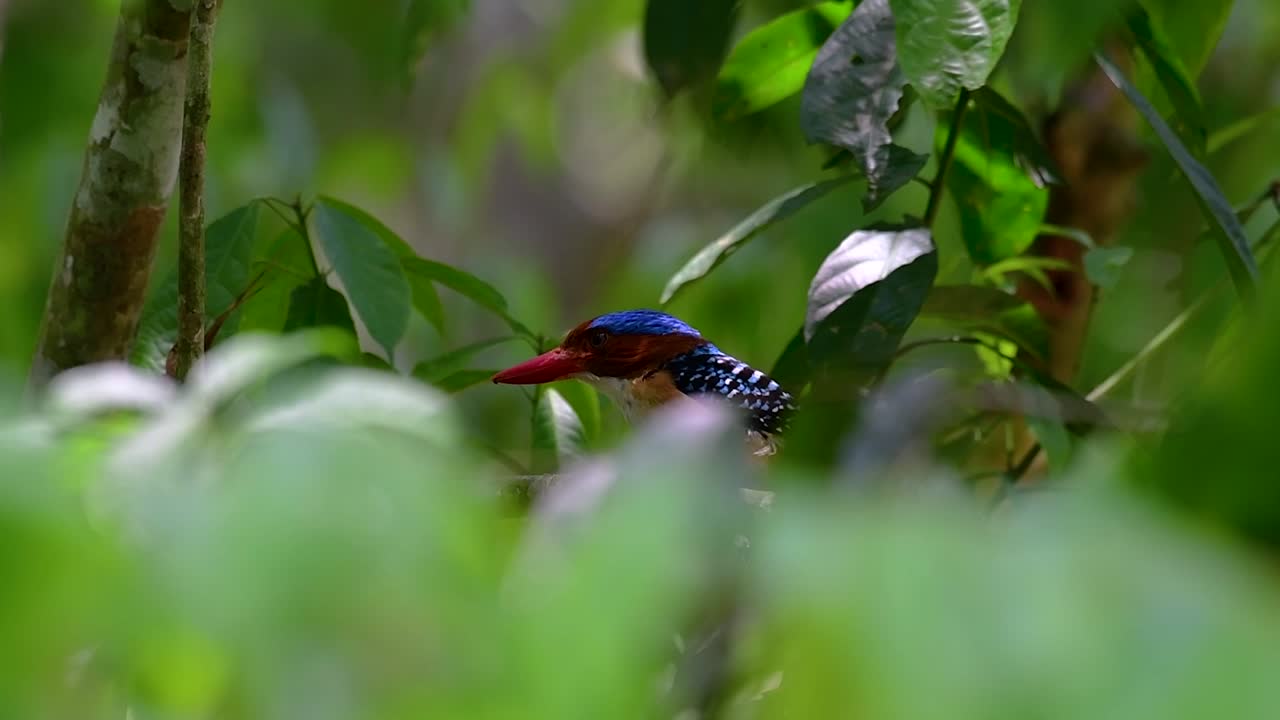 un martín pescador de árboles y una de las aves más hermosas que se encuentran en tailandia dentro de las selvas tropicales
