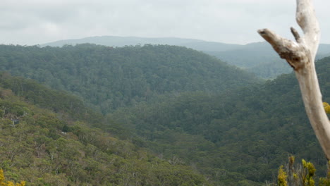cordillera en el parque nacional de otway, lorne australia