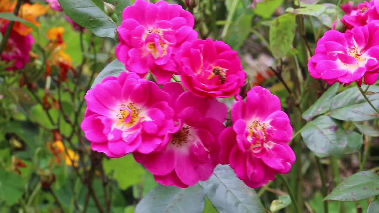 Beach Rose swaying in the breeze with small bee pollinating