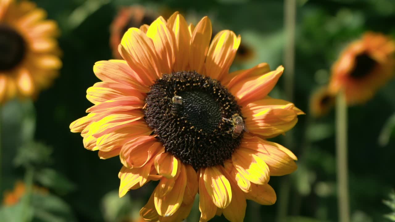 Two bees on a sunflower in a bright summer field. Golden petals and lush green background create a warm nature scene focused on pollination