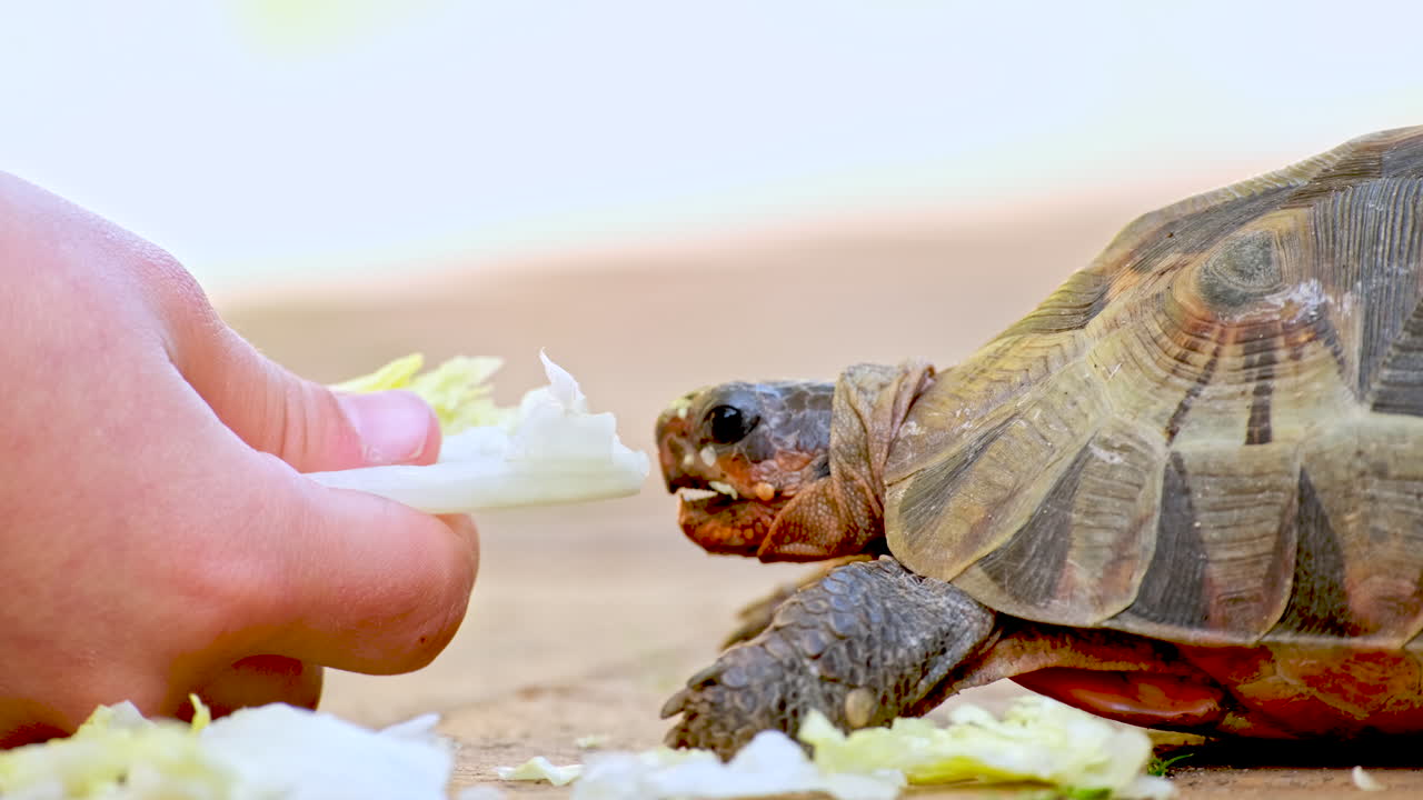 Child feeds rescued angulate tortoise fresh green lettuce, closeup side view