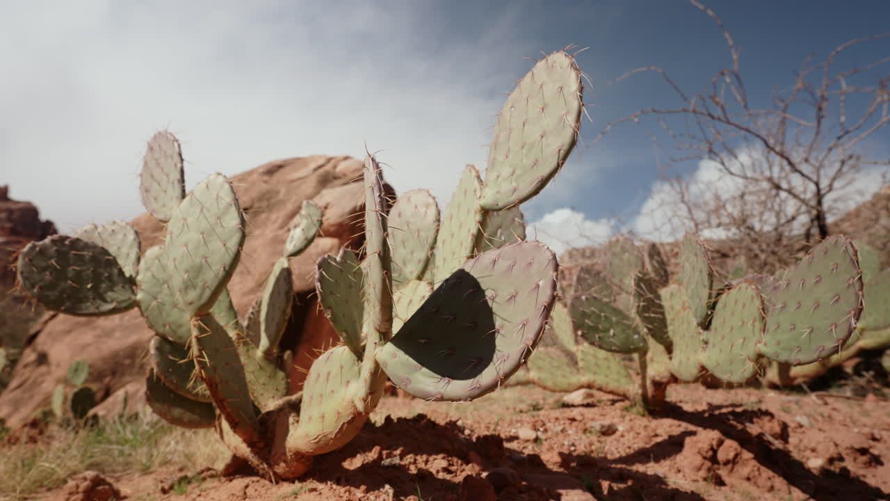 fotografía de paisaje de cactus en el desierto seco en una tarde calurosa